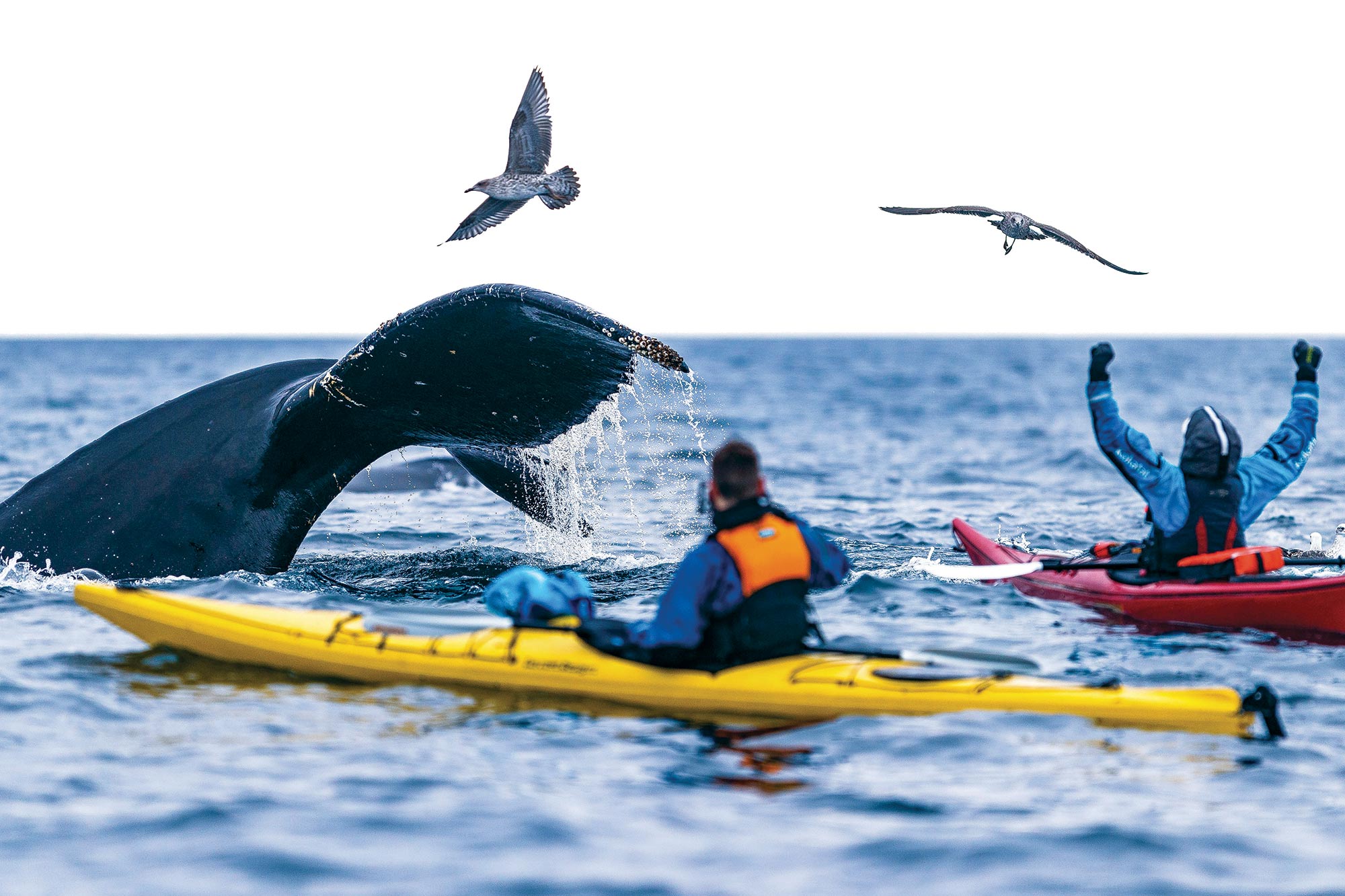 Whale fluke with kayakers