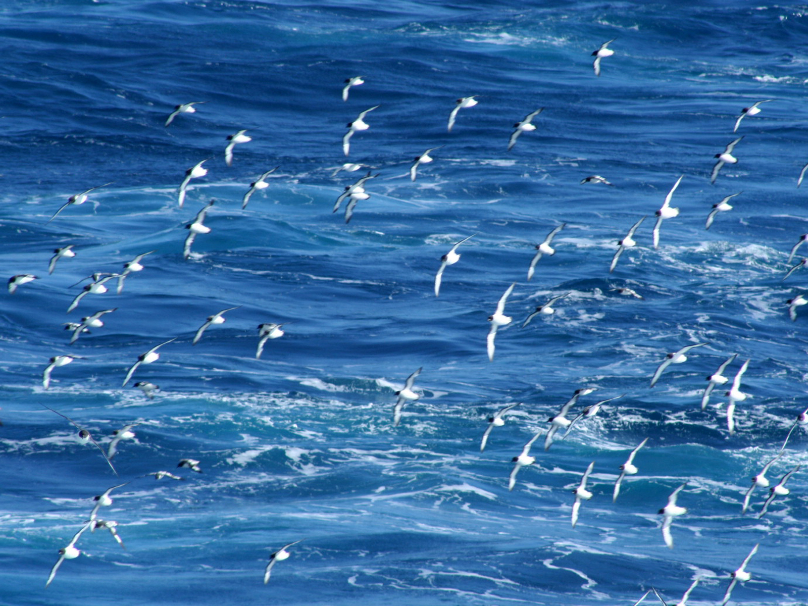 The infamous Drake Passage extends about 1,000 km (600 miles) between Cape Horn and the South Shetland Islands. To reach the Antarctic Peninsula it is necessary to traverse this stretch of water at right angles to the current flow. This, coupled with the propensity for high winds in the region, can cause rough seas, and conditions sometimes referred to as the “Drake Shake.” While the seas can be quite lively, our vessels have stabilizers designed for this type of weather.  Conversely, the “Drake Lake” is oc