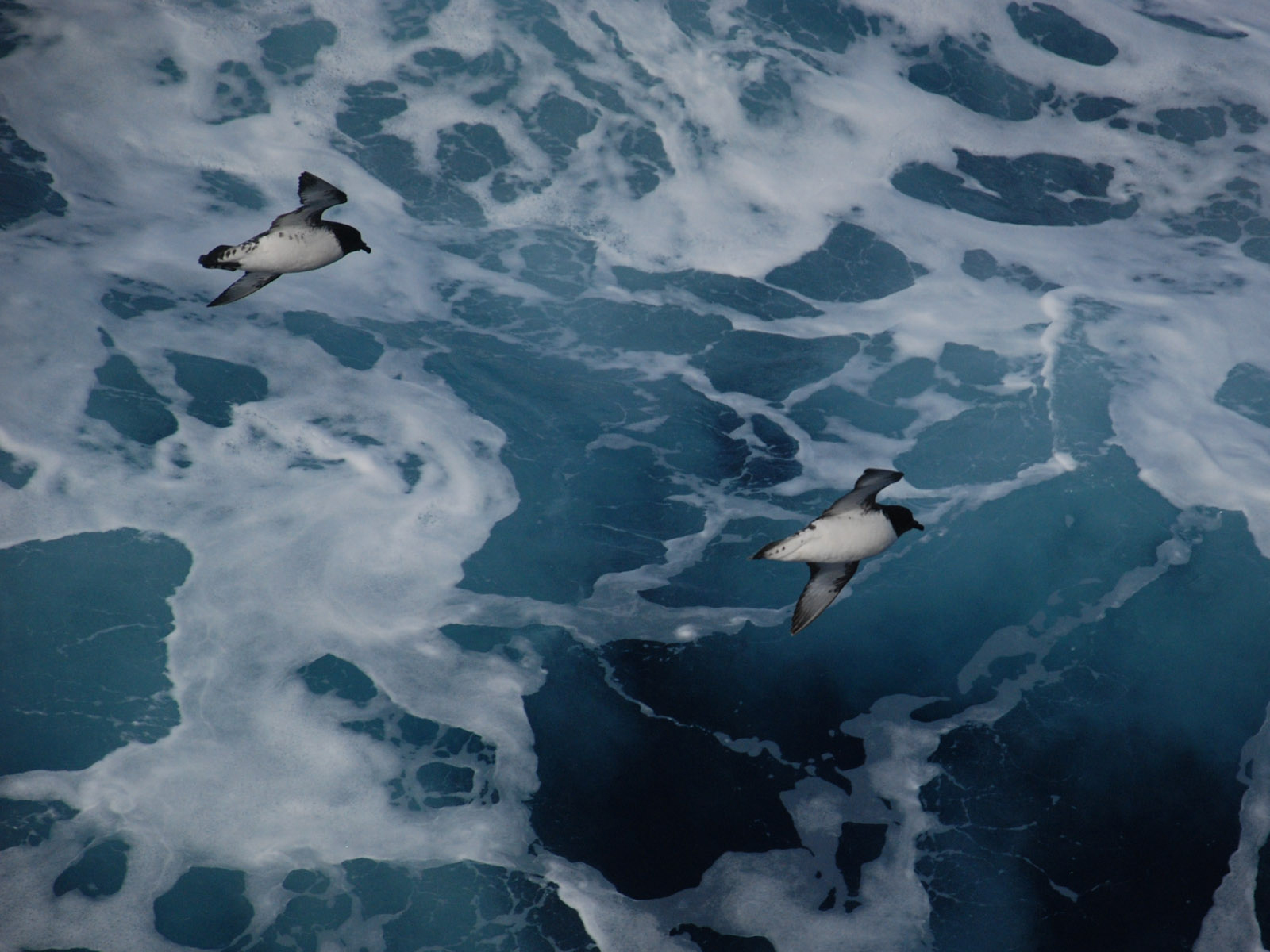 The infamous Drake Passage extends about 1,000 km (600 miles) between Cape Horn and the South Shetland Islands. To reach the Antarctic Peninsula it is necessary to traverse this stretch of water at right angles to the current flow. This, coupled with the propensity for high winds in the region, can cause rough seas, and conditions sometimes referred to as the “Drake Shake.” While the seas can be quite lively, our vessels have stabilizers designed for this type of weather.  Conversely, the “Drake Lake” is oc