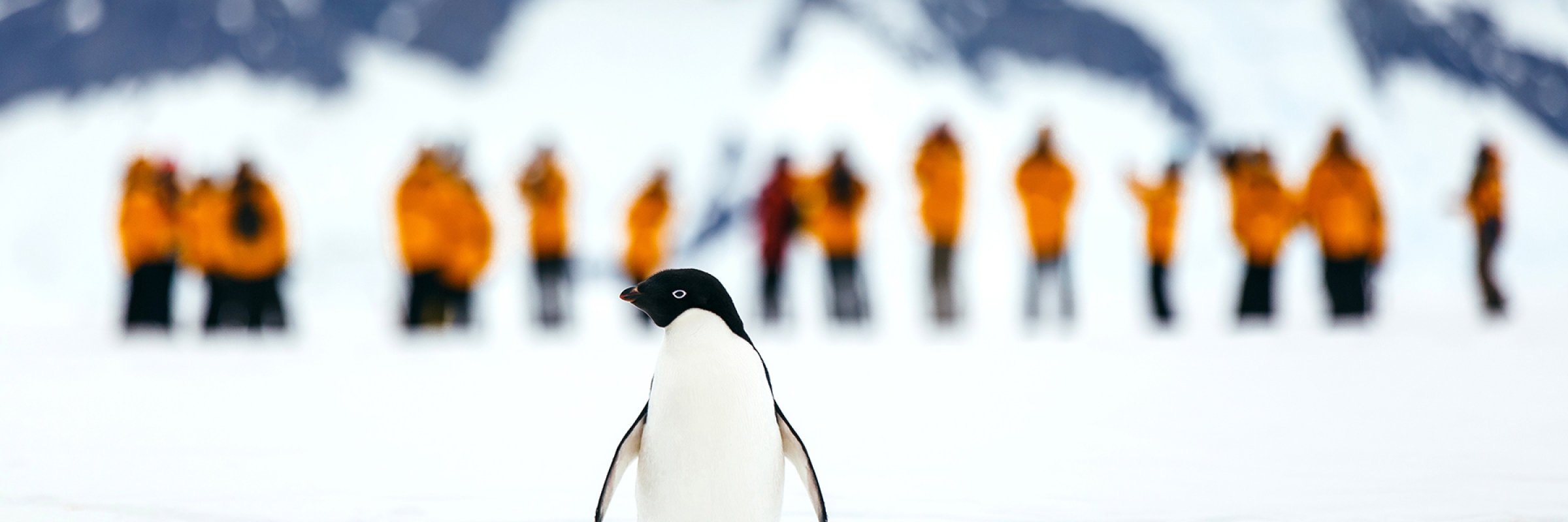 An Adelie penguin poses for the camera Photo: David Merron
