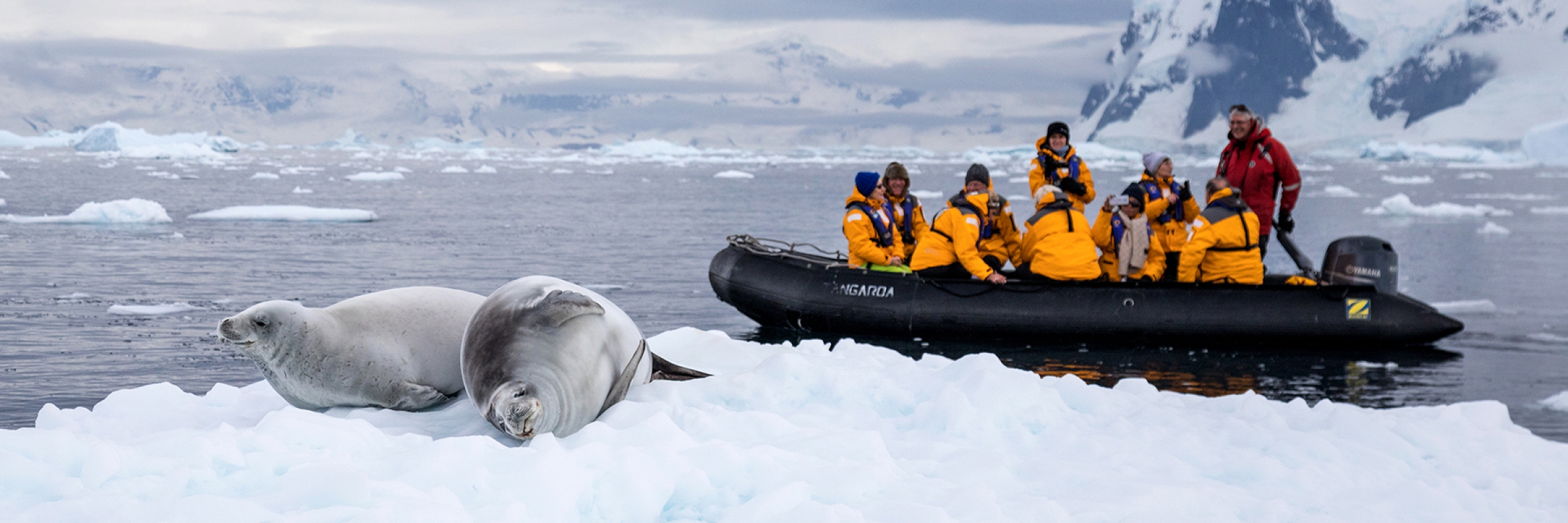 Passengers spotting a crabeater seal during a zodiac cruise. Photo: Acacia Johnson A crabeater seal look at a zodiac in the waters of Paradise Harbour