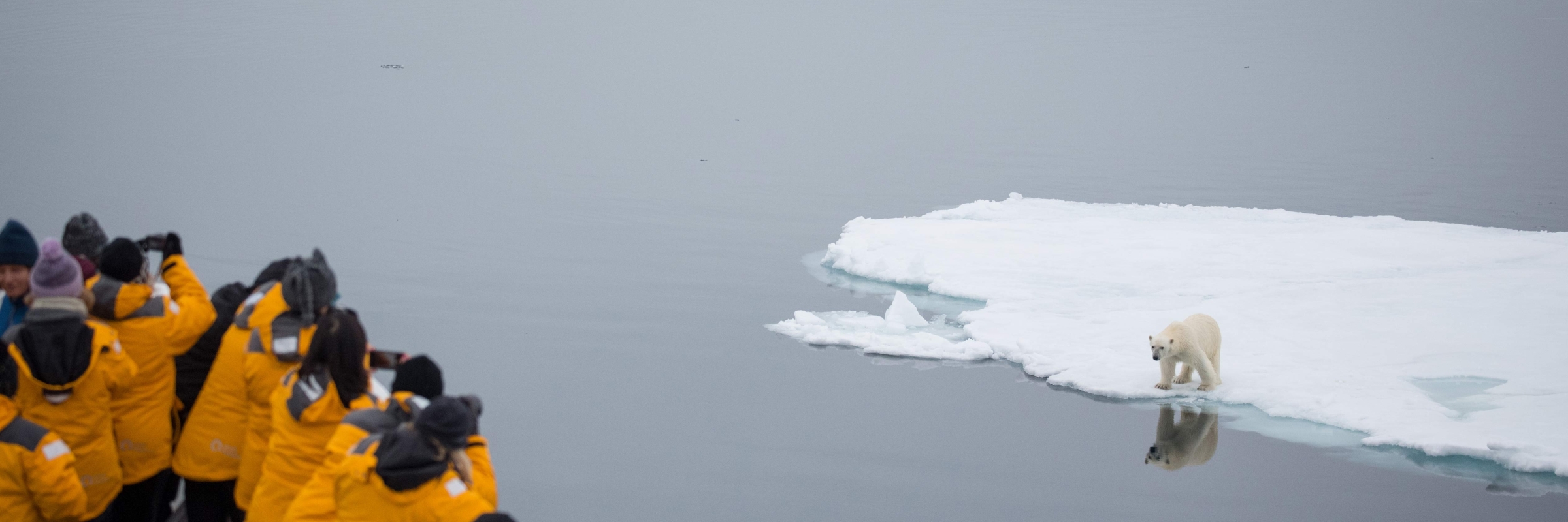 Polar bear on sea ice