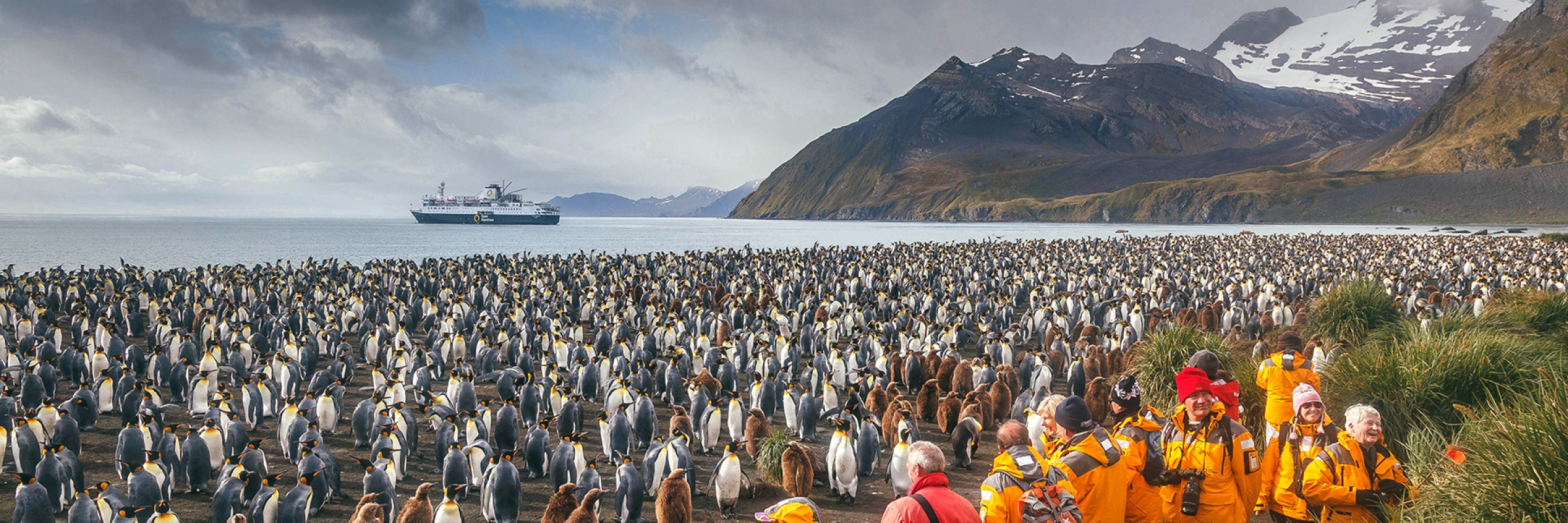 King penguin colony in South Georgia