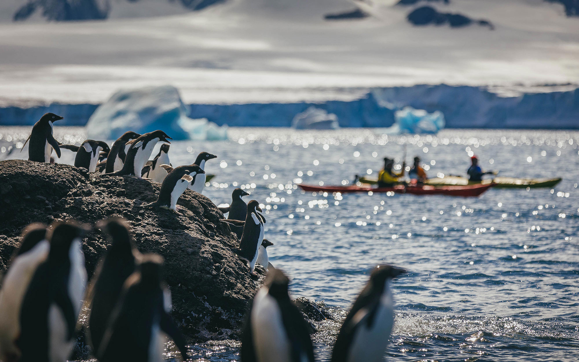 Passengers kayaking near penguins