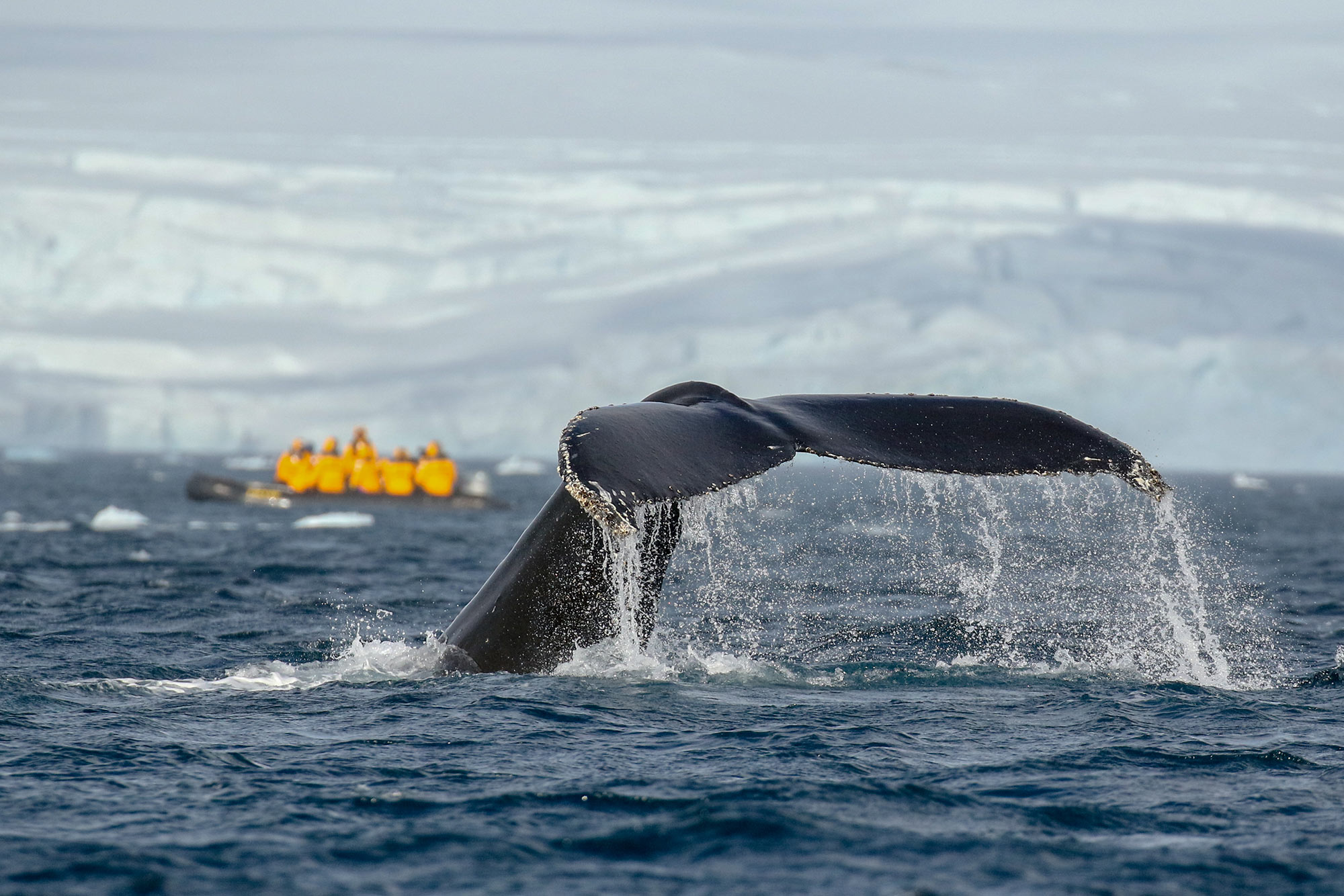 Whale fluke with a Zodiac in the distance