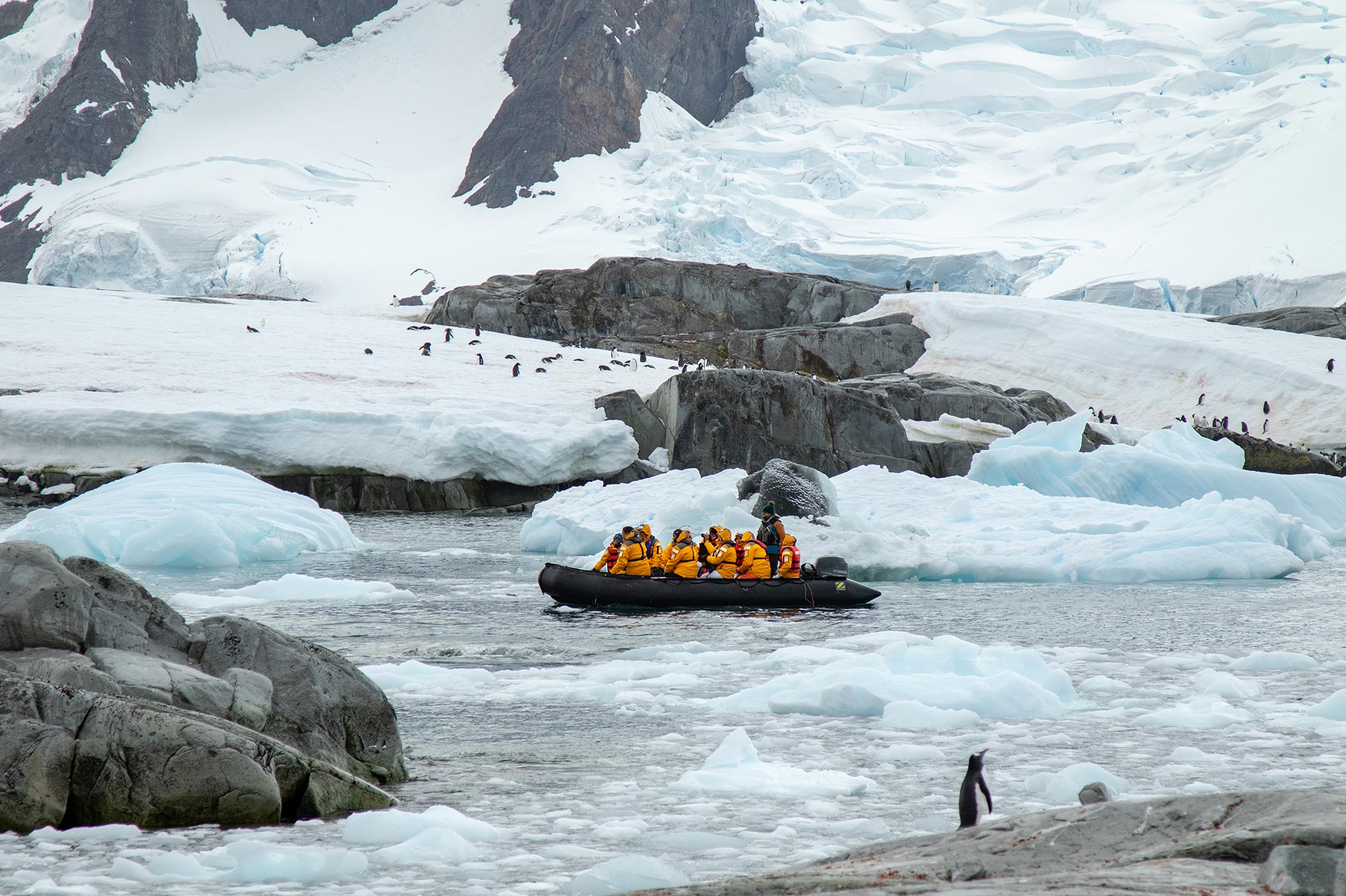 Zodiac cruising with penguins