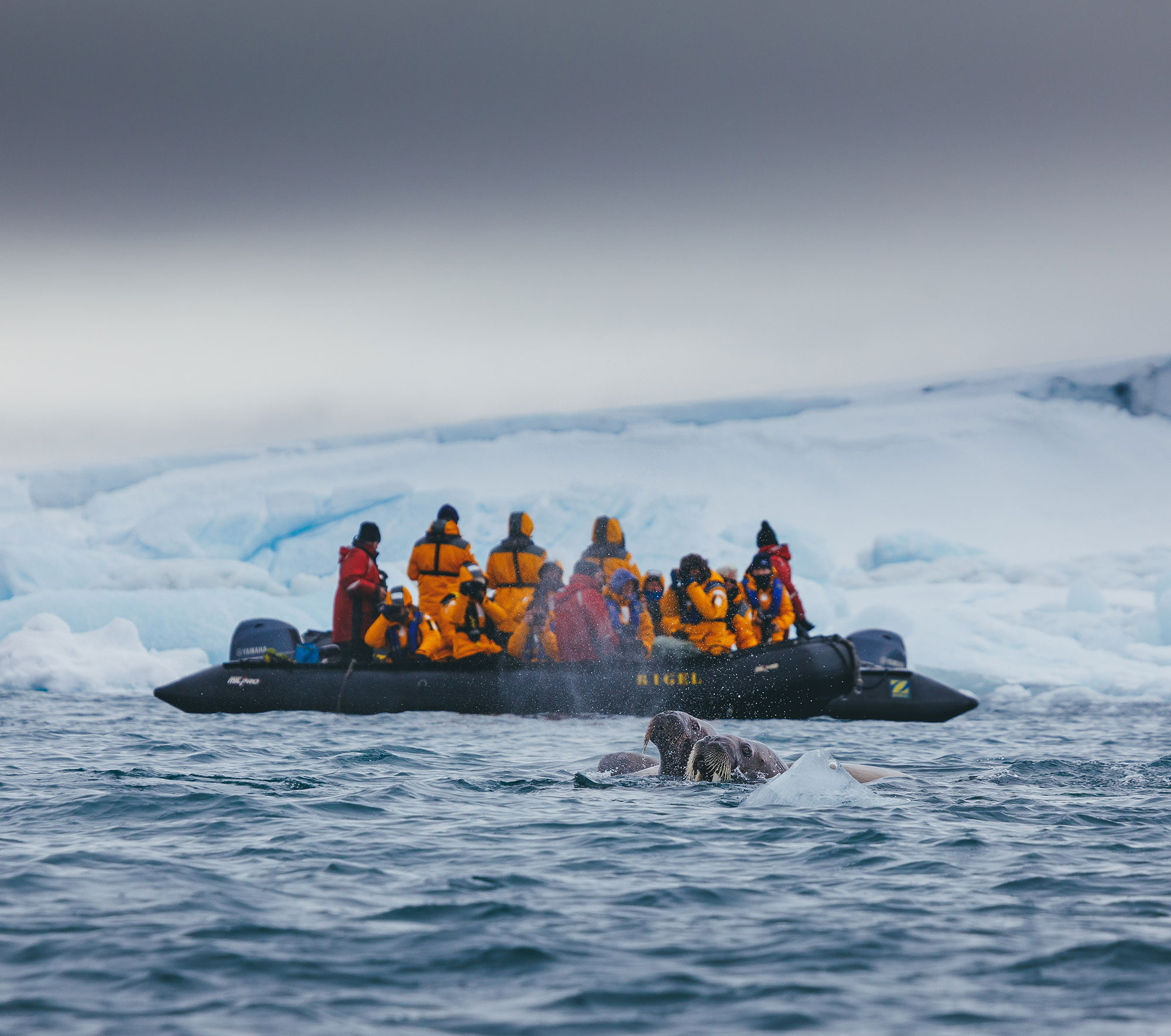 Zodiac cruising with Walruses