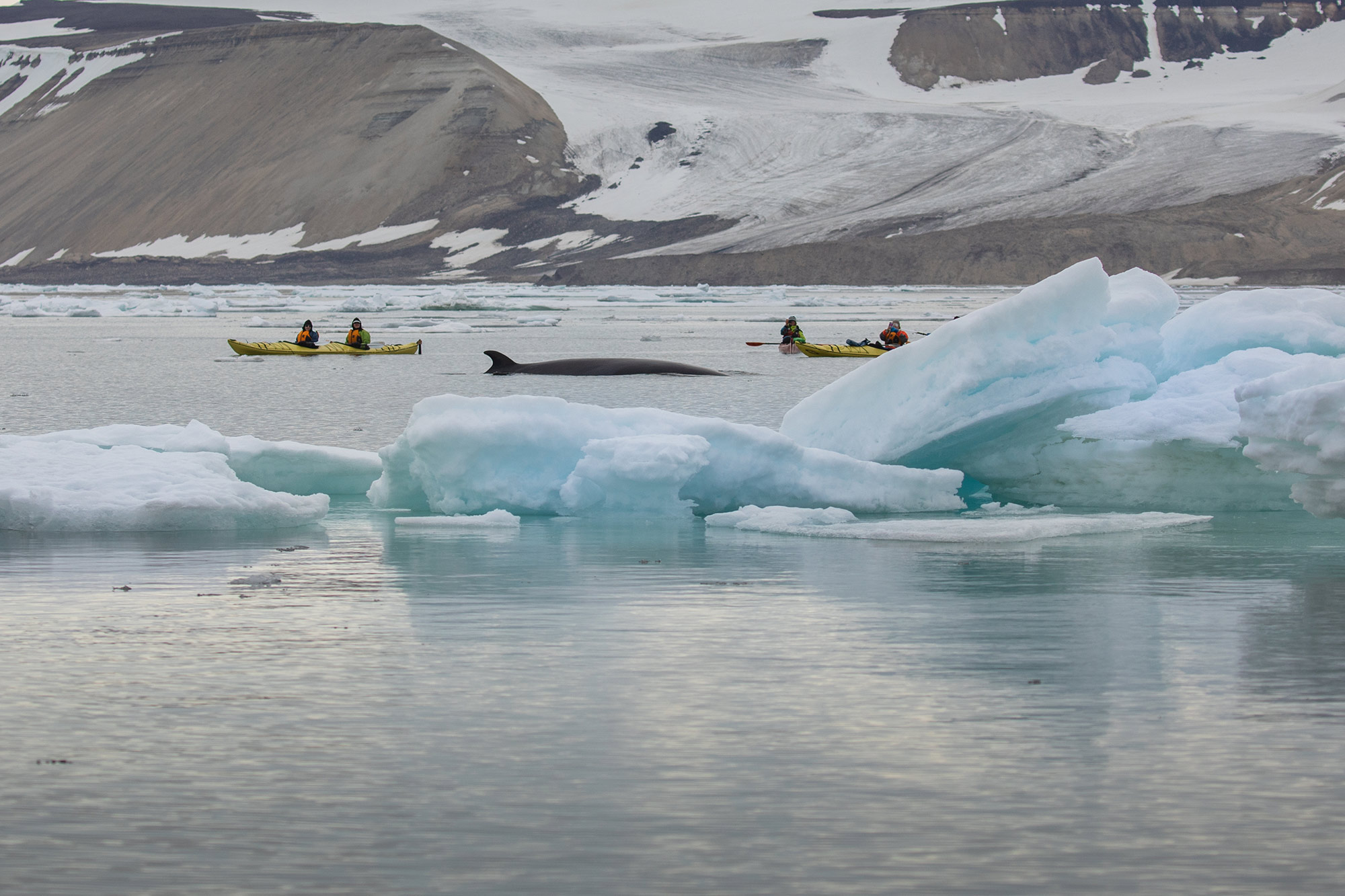 Passengers kayaking with whale