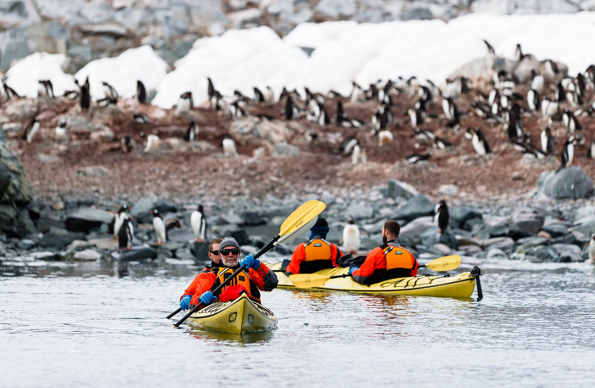 Passengers kayaking near penguins