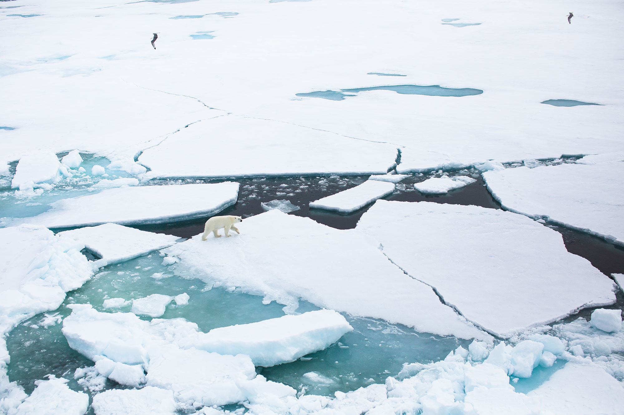 Polar Bear in Arctic Landscape