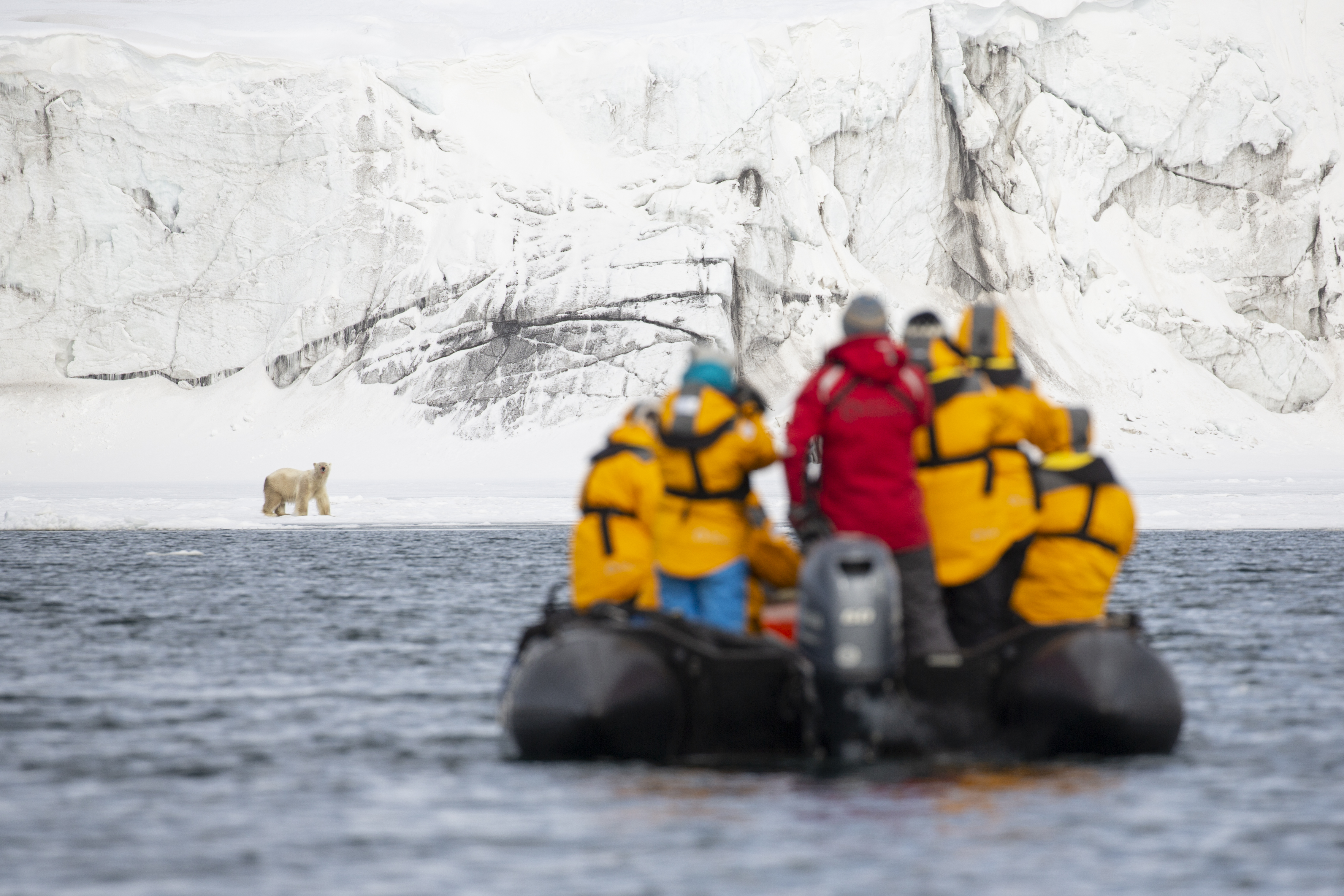 Zodiac cruising with polar bear in the distance