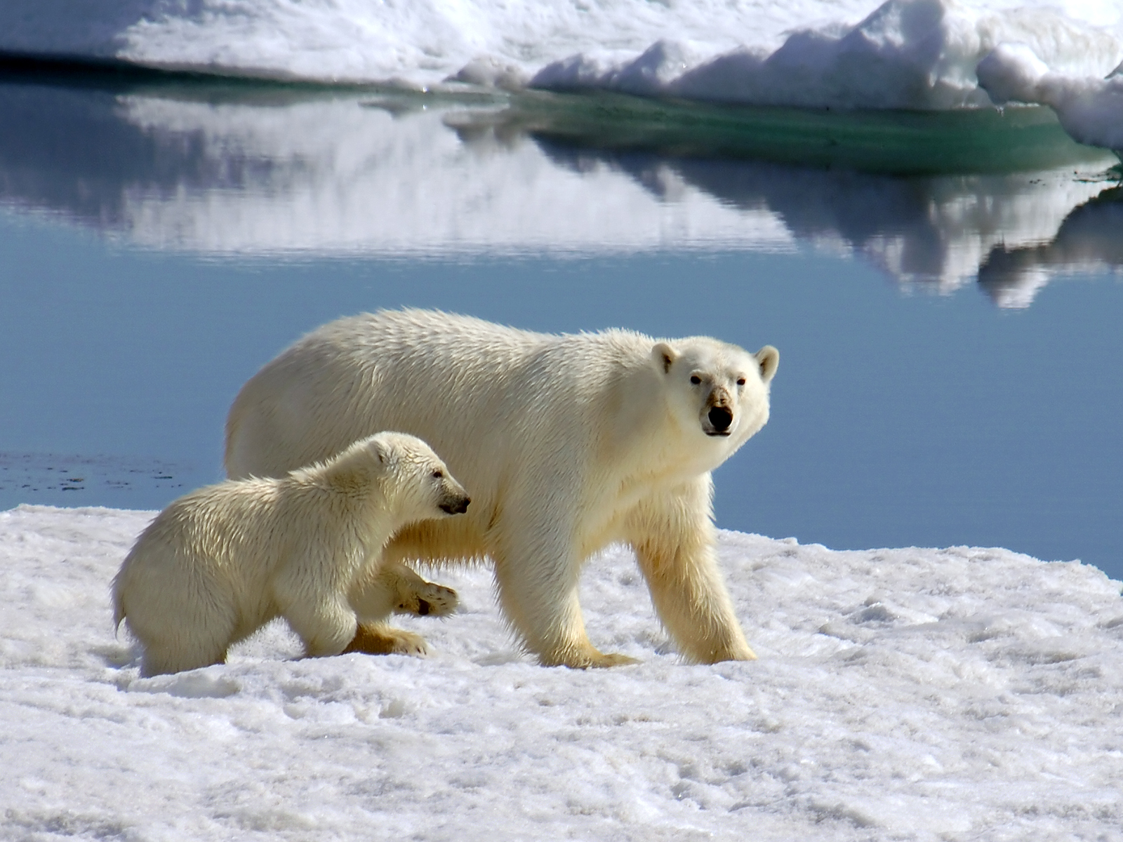 Polar bear and her cub