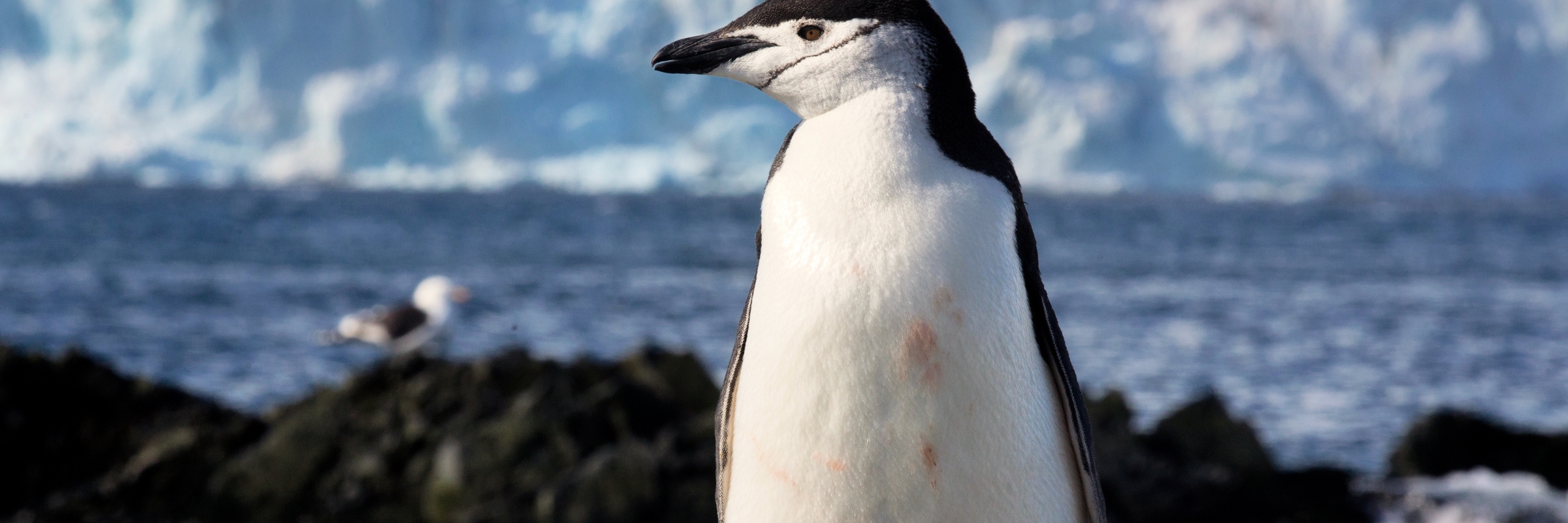 Antarctic Express: Fly The Drake | Quark Expeditions